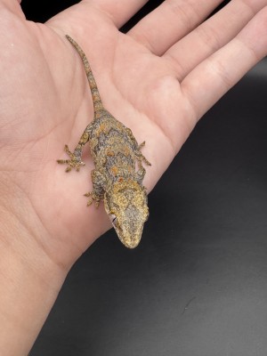 animal image
