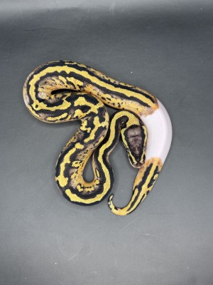 animal image