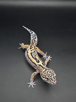 animal image
