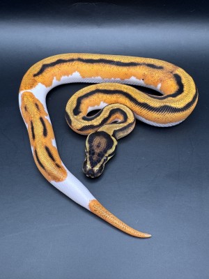 animal image
