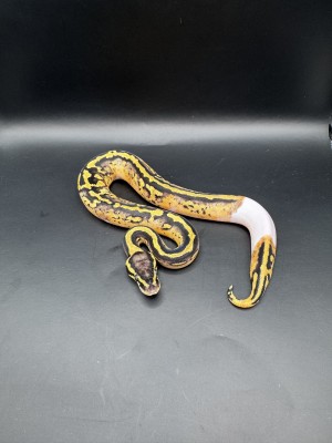 animal image