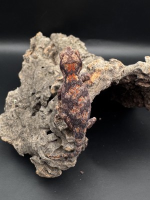 animal image