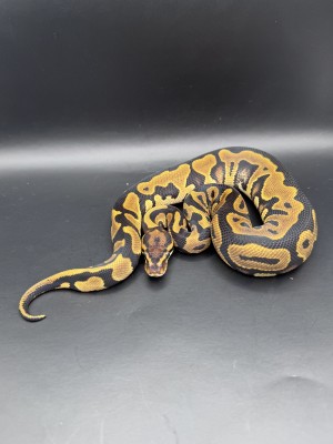 animal image