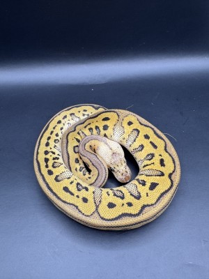 animal image