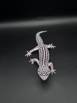 animal image