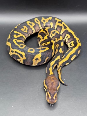 animal image