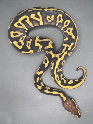 animal image