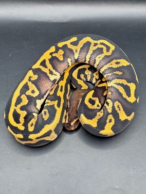 animal image