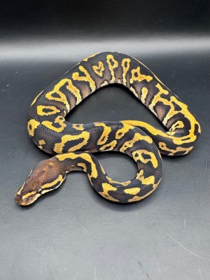 animal image