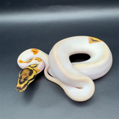 animal image