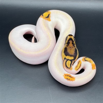 animal image