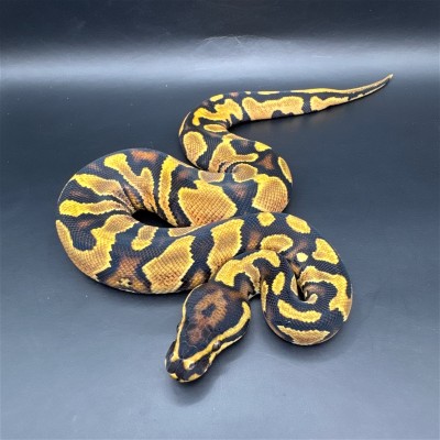animal image