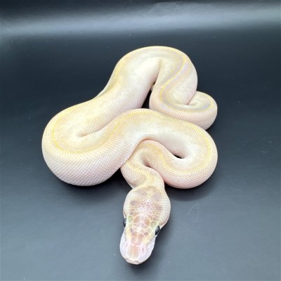 animal image