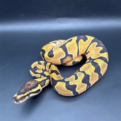 animal image
