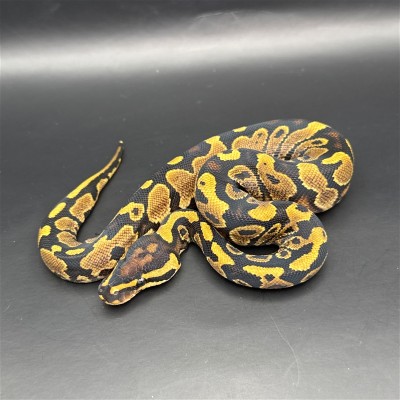 animal image