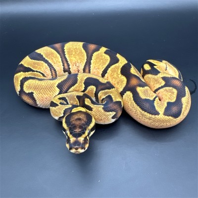 animal image