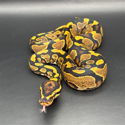 animal image