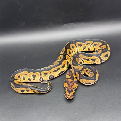 animal image