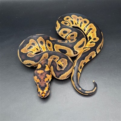 animal image