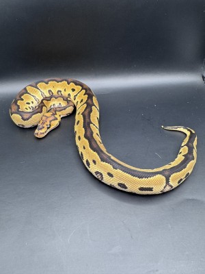 animal image