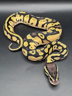 animal image