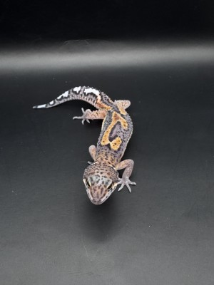 animal image