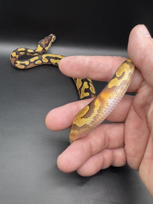 animal image