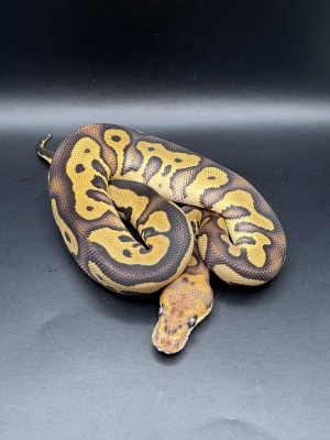 animal image