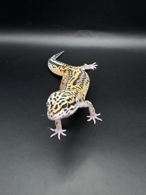 animal image