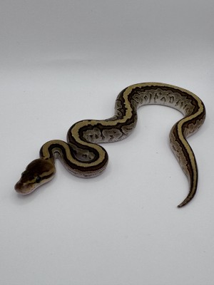 animal image