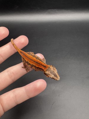 animal image