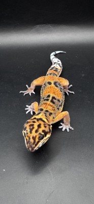 animal image