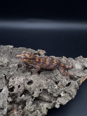 animal image