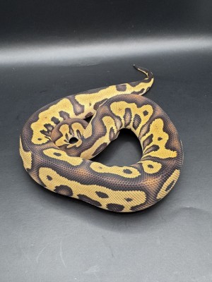 animal image