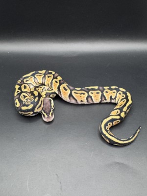 animal image