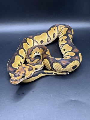 animal image