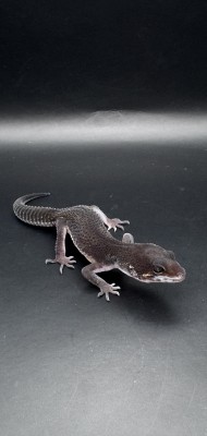 animal image