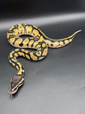 animal image