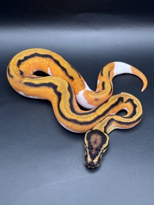 animal image