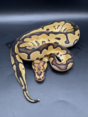 animal image