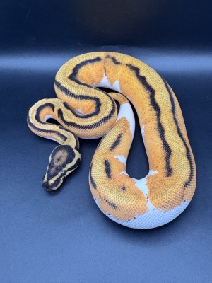 animal image