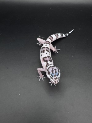 animal image