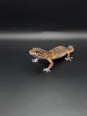 animal image