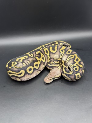 animal image