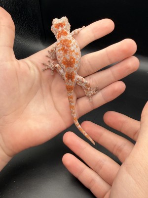 animal image