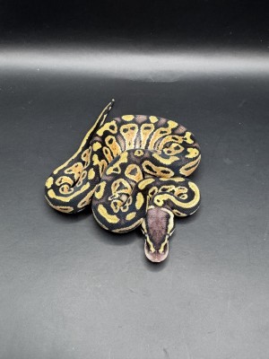 animal image