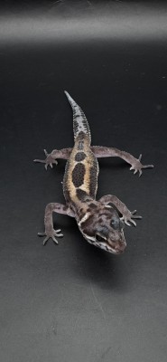 animal image
