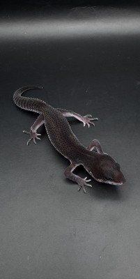 animal image