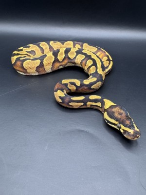 animal image
