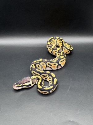 animal image